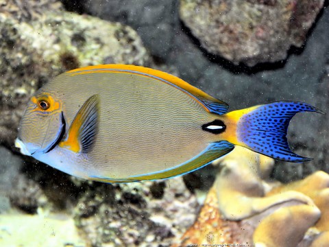 poisson caledonie 