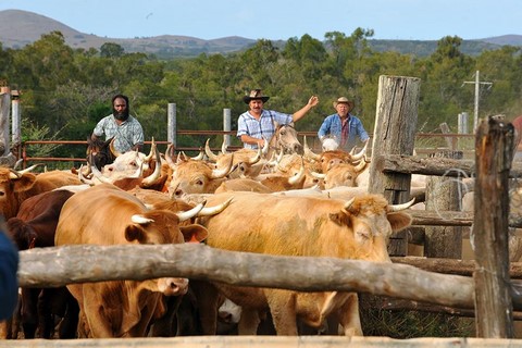 stockmen nouvelle calédonie 