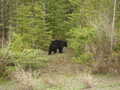 Canada rocheuses