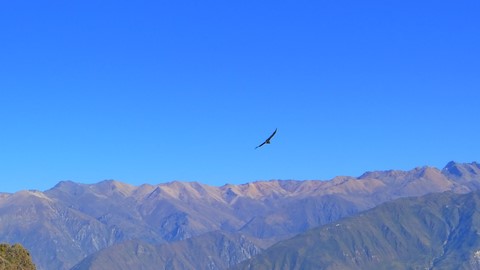 canyon de Colca Perou