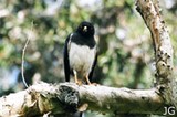 ventre blanc caledonie 