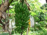 Banane