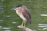 oiseau nouvelle caledonie 