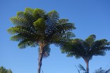 fougere arborescente caledonie 