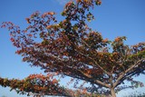arbre caledonie 