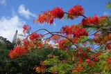 flamboyant caledonie 