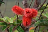 fleur caledonie 