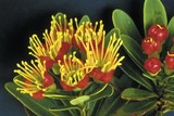 fleur caledonie 